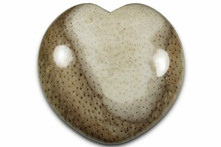 Petrified Palmwood (Palmoxylon) Heart - Louisiana #328329